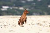 PINSCHER NAIN 054